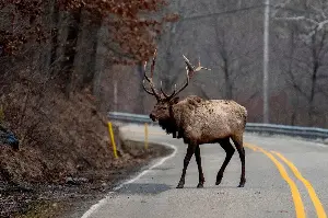 How elk became more than a roadside attraction in Pennsylvania