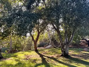 Maura Fox: Pick up a book and read under the oaks at Southern California's Flinn Springs County Park
