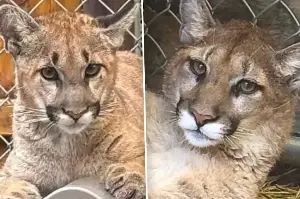 These two orphaned mountain lion cubs have a new home at Zoo New York