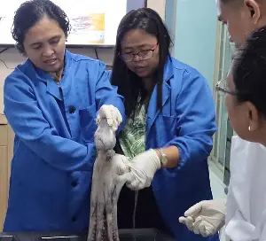 BFAR personnel from 4 regions trained on octopus reproductive biology