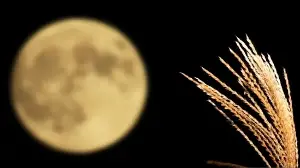 Harvest Moon 2026: When to see the full Moon in the UK skies and what it brings for astrology followers