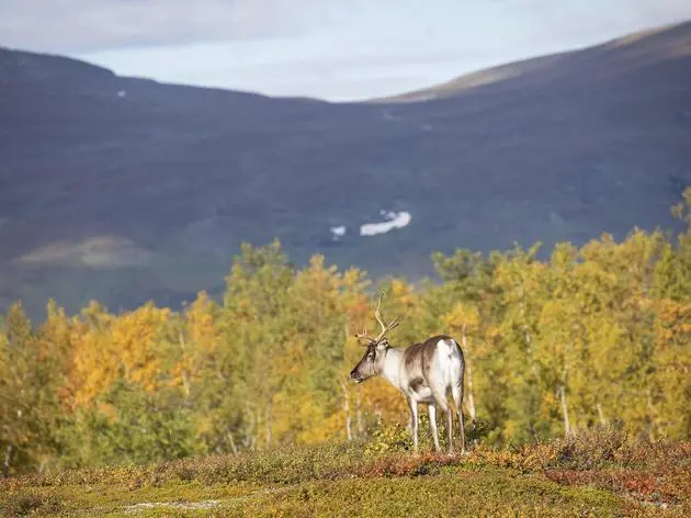 Das ganze Jahr über lassen sich Rentiere in Lappland entdecken.