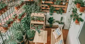 Tips for arranging houseplants according to feng shui principles in the living room, kitchen, and balcony.