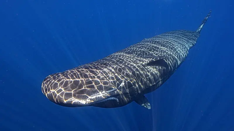 Aumentano le misure di protezione per delfini e balene a Cipro - Ecco le principali minacce