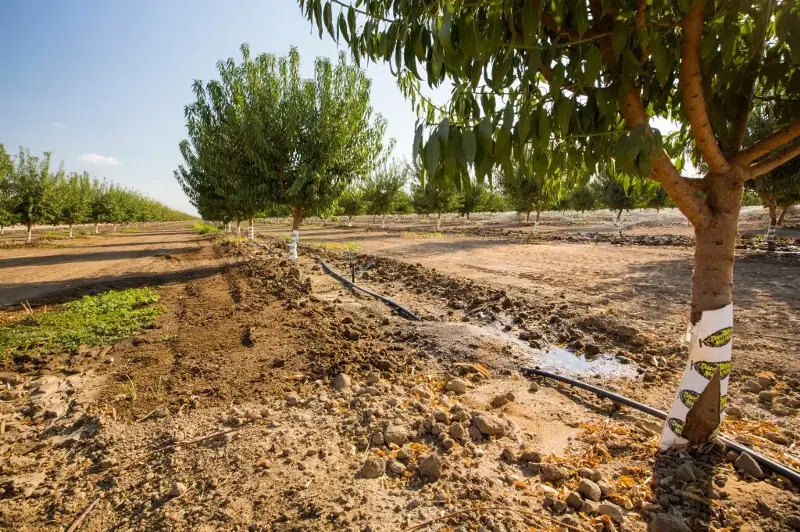 Almond trees are shown being irrigated in California’s Central Valley amid a drought.