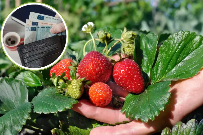 Perché le fragole sono così care quest’anno: ecco quanto costano in più
