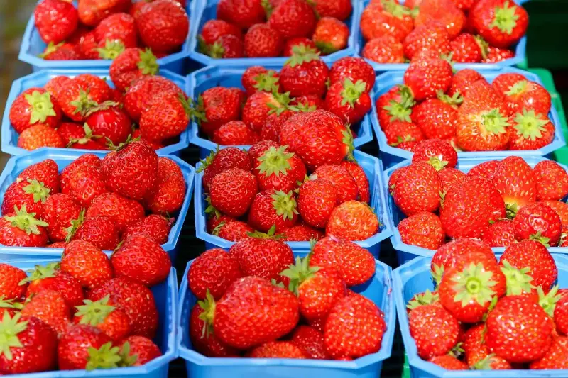 vaschette fragole