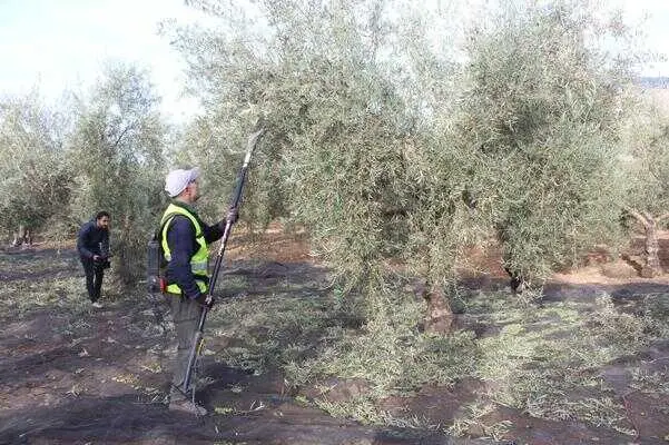Andalucía tiene 1,4 millones de hectáreas de producción ecológica y registra un 12,5% más de almazaras en este segmento