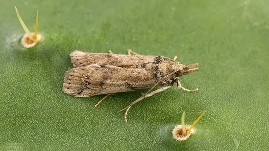 An adult female Cactoblastis cactorum resting on a prickly pear cactus pad.