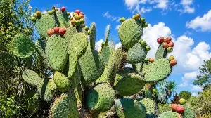 Prickly pear caused ecological crisis