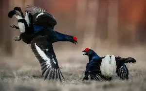 England’s black grouse at risk of extinction