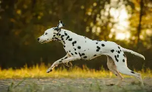 Dalmatian Gets Visitor—Her Reaction Has Everyone Losing It
