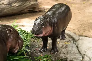 Man fined $300 for entering hippo Moo Deng's pen: Thai zoo