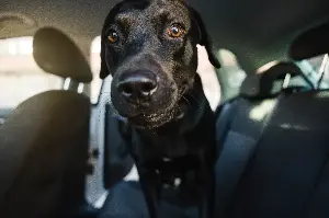 Labrador Goes for Ride—Why He’s ‘Excited’ Melts Hearts