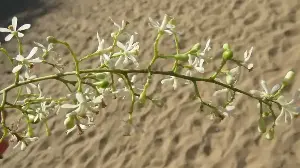 7 Smart Ways To Cook With Neem Leaves And Flowers This Summer