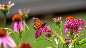 7 native perennials to plant in April – for glorious flowering displays to attract bees, butterflies, and hummingbirds