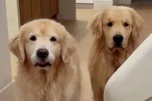 Dog owner adopts another golden retriever to entertain her older one – but things don't go to plan!
