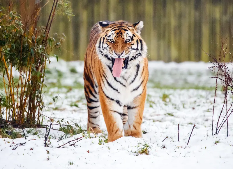 A man died after suffering serious injuries in a tiger enclosure (PA)