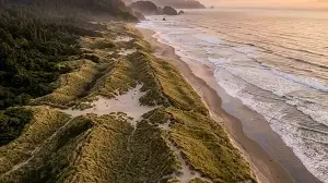 In 1910, Oregon planted a grass to hold back sand. It set off a century of change on the coast