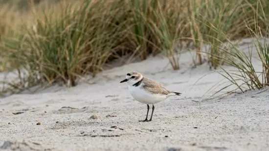 Researchers describe the loss of native dune species, including the federally threatened Western snowy plover, as an unintended consequence of the grass invasion.