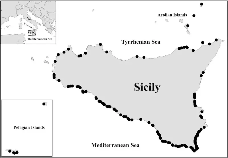 nidi record 2025 tartarughe marine