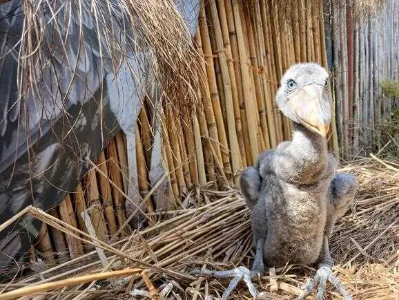 El parque MiniHollywood de Tabernas se suma a un proyecto para conservar el picozapato en Zambia