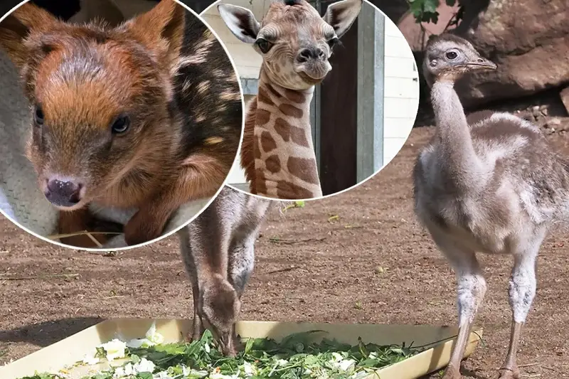Baby-Boom im Zoo: Mutige Küken und historischer Pudu-Nachwuchs