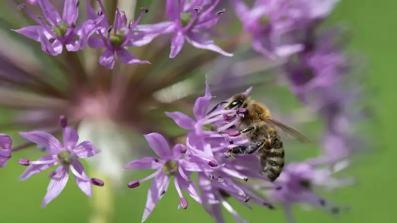 Bee feeding on purple allium