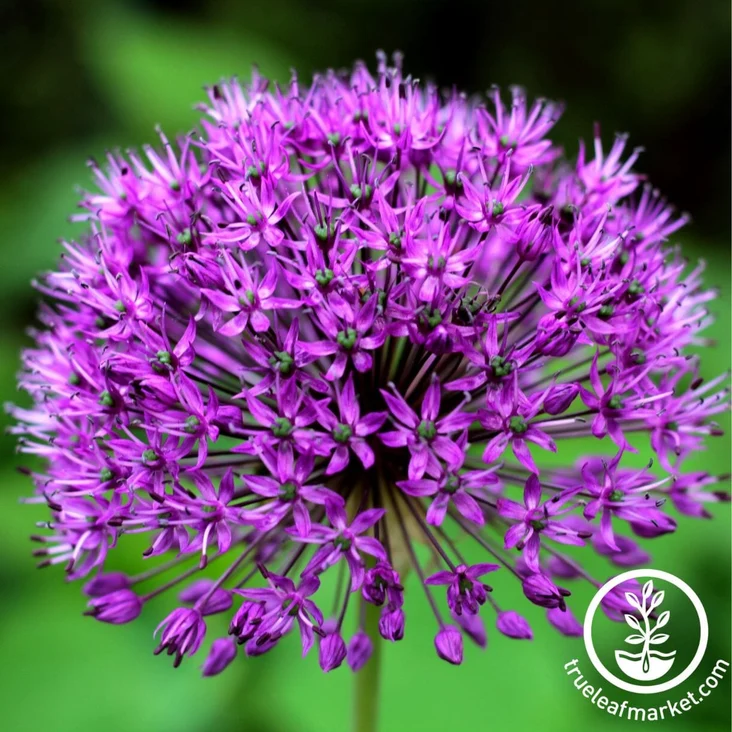 True Leaf Market  alliums product shot
