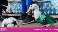 The reluctant World Cup 'mascot' duck predicts Mexico will beat South Korea.