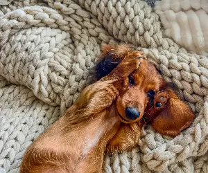 Dachshund With ‘No Brain Cells’ Goes for Owner’s Robe, Result Shocks