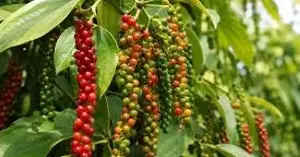 Pepper prices today, July 15th: Central Highlands lead the increase, with the highest price reaching 140,000 VND/kg.