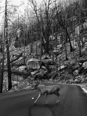 Pumas reduce deer-vehicle collisions.
