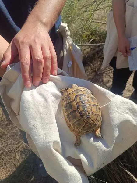 Serbal registra 46 tortugas moras en los primeros censos de 2026 en Turre y Huércal-Overa