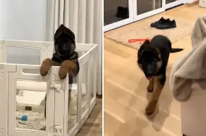 Owner Takes Picture of German Shepherd Puppy—Then the Unexpected Happens