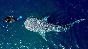 Lost Shark in South Korea Draws over Half a Million Visitors