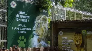 Byculla zoo set to get two pairs of Asiatic lions from Gujarat’s Sakkarbaug Zoo