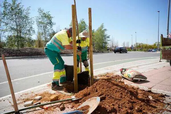 El plan municipal de Mairena del Aljarafe adjudica la renovación de sus alcorques por más de 4.000 euros