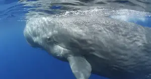 Sperm whales show cooperative behavior