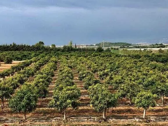 Convocada una subasta pública de varios inmuebles rústicos de propiedad del Estado en la provincia