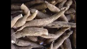 Taste of Life: Could cassava have ended India’s 19th-century famines?