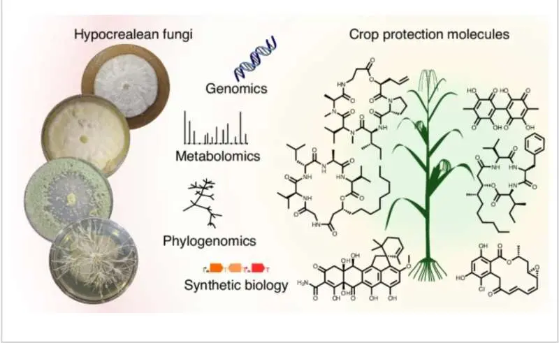 Scientists are unlock fungi's secret chemistry could offer a greener path to crop protection