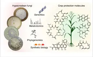 Scientists unlock fungi's secret chemistry, offering a greener path to crop protection