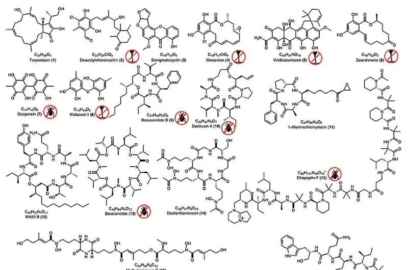 Scientists are unlock fungi's secret chemistry could offer a greener path to crop protection
