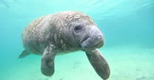 Manatees depend on power plant warmth.