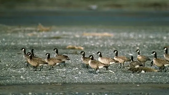 From 790 birds in 1967 to about 215,000 in 2022: The goose that foxes nearly wiped out.