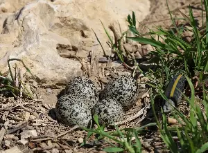 Inspired by piping plover enthusiasts, couple protects killdeer eggs at construction site