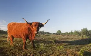 Highland cows hidden away to protect them from TikTok tourists