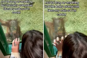 Baby Orangutan Sees Woman’s Acrylic Nails—No One Prepared for Her Reaction