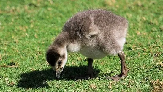A nēnē chick on Kauai, part of a population that has grown from fewer than 30 wild birds in 1950.